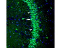 Anti-NGL-3/LRRC4B (extracellular) Antibody