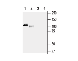Anti-NGL-3/LRRC4B (extracellular) Antibody - Carrier Free