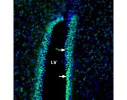 Anti-Contactin-1/CNTN1 (extracellular) Antibody