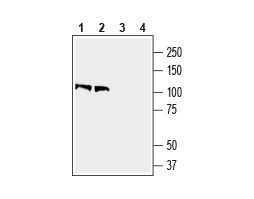 Anti-Contactin-1/CNTN1 (extracellular) Antibody - Carrier Free