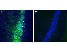 Anti-Contactin-2/CNTN2 (extracellular) Antibody