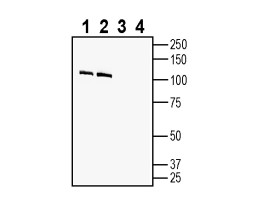 Anti-Contactin-2/CNTN2 (extracellular) Antibody - Carrier Free