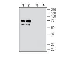Anti-TMEM119 (extracellular) Antibody
