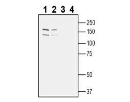 Anti-Robo2 (extracellular) Antibody