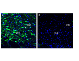 Anti-Tetraspanin 7 (extracellular) Antibody