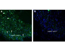 Anti-Tetraspanin 2 (extracellular) Antibody