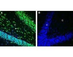 Anti-Tetraspanin 18 (extracellular) Antibody