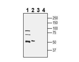 Anti-SLC36A1 (PAT1) Antibody - Carrier Free