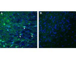 Anti-MEGF10 (extracellular) Antibody