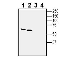 Anti-IGSF8 (extracellular) Antibody