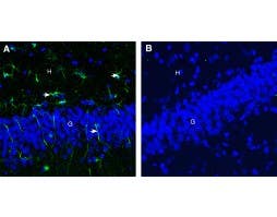Anti-CD9 (extracellular) Antibody