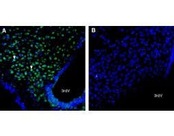 Anti-PTGFRN (extracellular) Antibody