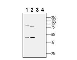 Anti-SPARC Antibody - Carrier Free