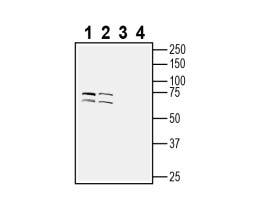 Anti-TMEM108 (extracellular) Antibody - Carrier Free