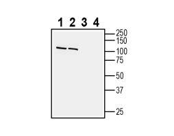 Anti-Cadherin-13 (extracellular) Antibody
