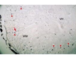 Anti-Neurotrophin 4 (NT-4) Antibody