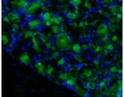 Anti-proBDNF-ATTO Fluor-488 Antibody