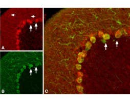 Anti-proBDNF Antibody