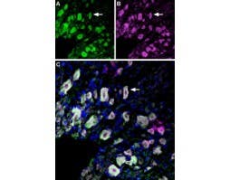 Anti-p75 NGF Receptor (extracellular)-ATTO Fluor-488 Antibody