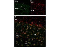 Anti-p75 NGF Receptor (intracellular) Antibody