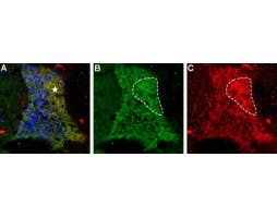 Anti-proNT-3 Antibody