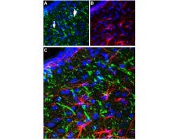 Anti-Neurotensin Receptor 2 Antibody