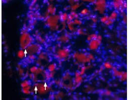 Anti-TrkA (extracellular) Antibody