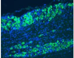 Anti-TrkB (extracellular)-ATTO Fluor-488 Antibody