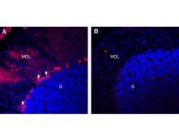 Guinea Pig Anti-TrkB (extracellular) Antibody