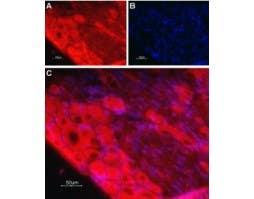 Anti-TrkC (extracellular) Antibody