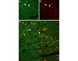 Anti-GFR alpha 1 (extracellular) Antibody