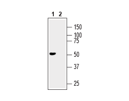 Anti-GFR alpha 3 (extracellular) Antibody