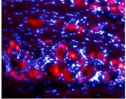 Anti-Ret (extracellular) Antibody