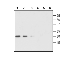 Anti-proGDNF Antibody