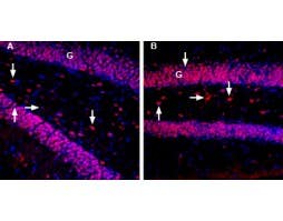 Anti-MANF/ARMET-ATTO Fluor-594 Antibody