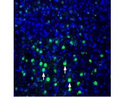 Anti-MANF/ARMET Antibody