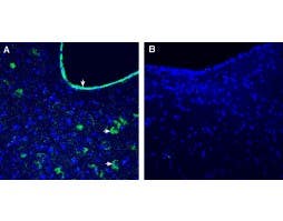Anti-GFRAL (extracellular) Antibody