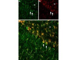 Anti-CNTF Antibody