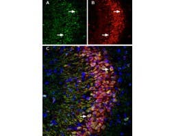 Anti-p75 NGF Receptor (extracellular)-ATTO Fluor-550 Antibody