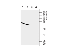 Anti-TROY (TNFRSF19) (extracellular) Antibody