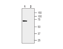 Anti-Human TNF Receptor I (extracellular) Antibody