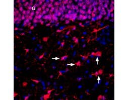 Anti-ENT2 (SLC29A2) Antibody