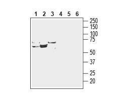 Anti-ENT3 (SLC29A3) Antibody