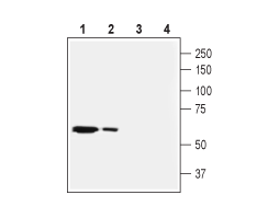 Anti-SLC28A2 (CNT2) Antibody