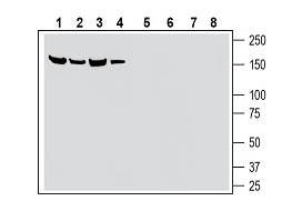 Anti-SLC28A3/CNT3 (extracellular) Antibody