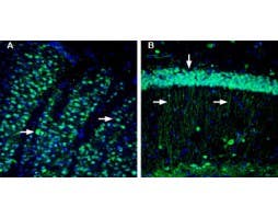 Anti-CD73 (extracellular) Antibody