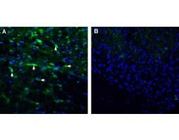 Anti-ENPP1 (extracellular) Antibody
