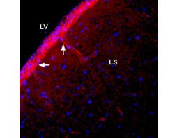 Anti-SLC4A4 (NBC1) (extracellular) Antibody