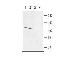 Anti-Rat SLC4A5 (NBC4) Antibody