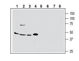 Anti-Human ASCT2/SLC1A5 (extracellular) Antibody
